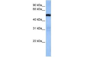 TRAF3IP3 antibody used at 1 ug/ml to detect target protein. (TRAF3IP3 antibody  (Middle Region))