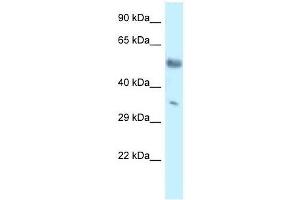 Western Blot showing Mkx antibody used at a concentration of 1. (MKX antibody  (C-Term))