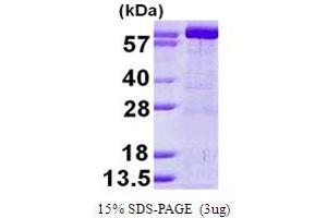 SDS-PAGE (SDS) image for Guanine Monophosphate Synthetase (GMPS) (AA 1-693) protein (His tag) (ABIN668022)
