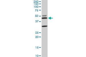 MAPK3 monoclonal antibody (M05), clone 3D6. (ERK1 antibody  (AA 279-379))