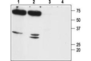 Western blot analysis of mouse (lanes 1 and 3) and rat (lanes 2 and 4) kidney membranes: - 1,2. (Aquaporin 7 antibody  (Intracellular, N-Term))