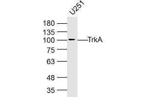 U251 lysates probed with TrkA Polyclonal Antibody, Unconjugated  at 1:300 dilution and 4˚C overnight incubation. (TRKA antibody  (AA 725-821))