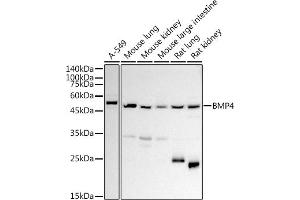 Western blot analysis of extracts of various cell lines, using BMP4 antibody (ABIN3022143, ABIN3022144, ABIN3022145 and ABIN6218628) at 1:1000 dilution. (BMP4 antibody  (AA 30-300))