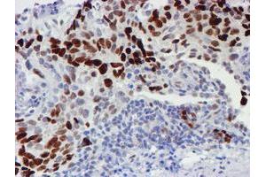 Image no. 3 for anti-WW Domain Containing Transcription Regulator 1 (WWTR1) antibody (ABIN1501763) (WWTR1 antibody)