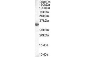 ABIN2563805 staining (1µg/ml) of Human Lung lysate (RIPA buffer, 35µg total protein per lane). (MCL-1 antibody  (C-Term))