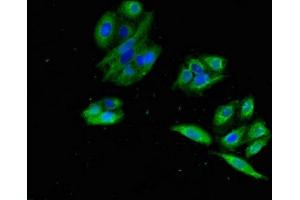 Immunofluorescent analysis of HepG2 cells using ABIN7164485 at dilution of 1:100 and Alexa Fluor 488-congugated AffiniPure Goat Anti-Rabbit IgG(H+L) (GPR22 antibody  (AA 246-307))