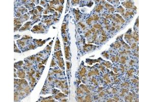 IHC analysis of Gp2 using anti-Gp2 antibody (ABIN7601427). (GP2 antibody  (AA 35-497))