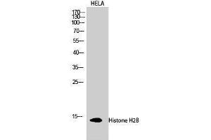 Western Blotting (WB) image for anti-Histone H2B (Tyr731) antibody (ABIN6280071)