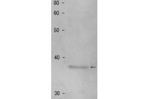 Western Blotting (WB) image for anti-Shugoshin 1 (SGOL1) antibody (ABIN2452123) (Shugoshin antibody)