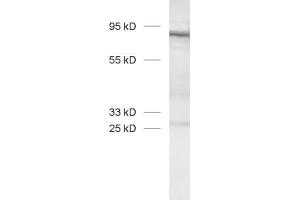 dilution: 1 : 1000, sample: stable GARP transfected Jurkat cells (LRRC32 antibody  (AA 23-612))
