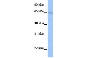 WB Suggested Anti-RXRB Antibody Titration:  0. (Retinoid X Receptor beta antibody  (N-Term))