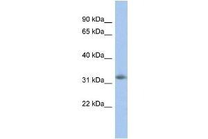 WB Suggested Anti-NGRN Antibody Titration: 0. (NGRN antibody  (N-Term))
