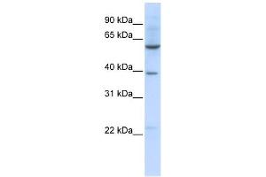 SLC35F3 antibody  (Middle Region)