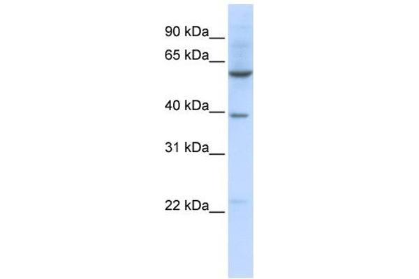 SLC35F3 antibody  (Middle Region)