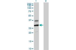 Western Blot analysis of GZMH expression in transfected 293T cell line by GZMH MaxPab polyclonal antibody. (GZMH antibody  (AA 1-246))