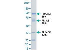 Image no. 2 for Protein Kinase, AMP-Activated, alpha 1 Catalytic Subunit (PRKAA1) (AA 1-550) (Active) protein (His-GST) (ABIN5569695)