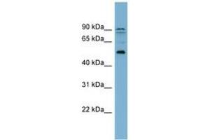 Image no. 1 for anti-Zinc Finger Protein 662 (ZNF662) (AA 215-264) antibody (ABIN6743575)