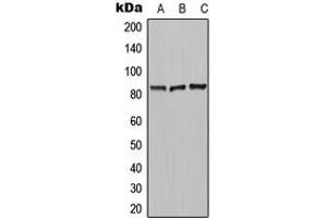 Western blot analysis of Carboxypeptidase N 2 expression in MCF7 (A), HeLa (B), Raw264. (CPN2 antibody  (C-Term))
