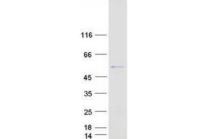 PNLIPRP1 Protein (Myc-DYKDDDDK Tag)