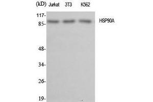 Western Blotting (WB) image for anti-Heat Shock Protein 90kDa alpha (Cytosolic), Class A Member 2 (HSP90AA2) antibody (ABIN7251178)