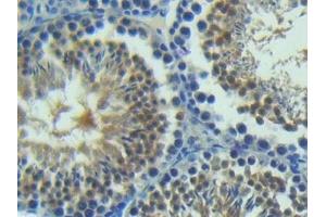 Detection of ANGPT2 in Mouse Testis Tissue using Polyclonal Antibody to Angiopoietin 2 (ANGPT2) (Angiopoietin 2 antibody  (AA 19-147))