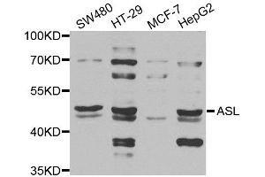 Western blot analysis of extracts of various cell lines, using ASL antibody. (ASL antibody)