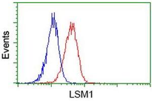 Image no. 2 for anti-LSM1 Homolog, U6 Small Nuclear RNA Associated (LSM1) (AA 1-133) antibody (ABIN1490576) (LSM1 antibody  (AA 1-133))