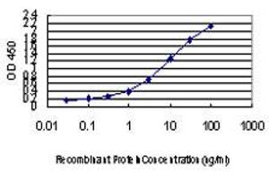 Detection limit for recombinant GST tagged CD81 is approximately 0. (CD81 antibody  (AA 25-127))