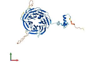 AlphaFold protein structure predicition of Human Recombinant ITFG2 Protein, UniprotID Q969R8 (ITFG2 Protein (AA 1-447) (His tag))