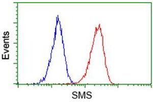 Image no. 1 for anti-Spermine Synthase, SMS (SMS) antibody (ABIN1501094) (SMS antibody)
