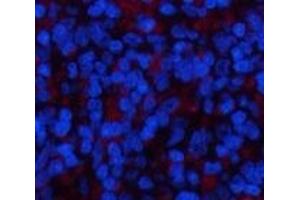Immunofluorescence analysis of Rat spleen tissue using YAP1 Polyclonal Antibody at dilution of 1:200. (YAP1 antibody)