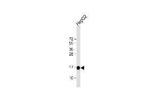 Anti-MGST1 Antibody (Center) at 1:4000 dilution + HepG2 whole cell lysate Lysates/proteins at 20 μg per lane. (MGST1 antibody  (AA 40-71))
