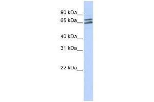 PAPOLG antibody used at 1 ug/ml to detect target protein. (PAPOLG antibody)