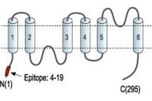 Representative domain view of the target of ABIN7884773.