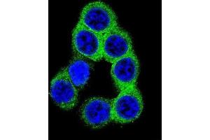 Immunofluorescence (IF) image for anti-Ephrin B2 (EFNB2) antibody (ABIN2996297) (Ephrin B2 antibody)