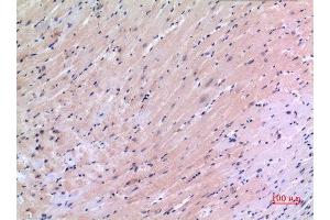 Immunohistochemistry (IHC) analysis of paraffin-embedded Mouse Heart, antibody was diluted at 1:100. (VEGFC antibody  (Internal Region))