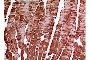 Immunohistochemistry (IHC) analysis of paraffin-embedded Mouse Muscle, antibody was diluted at 1:100. (Amphiphysin antibody  (C-Term))