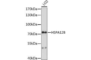 Western blot analysis of extracts of LO2 cells, using HSPB antibody (ABIN7267575) at 1:1000 dilution. (HSPA12B antibody  (AA 552-686))