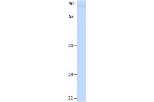 Host:  Rabbit  Target Name:  FURIN  Sample Type:  293T cell lysate  Antibody Dilution:  1. (FURIN antibody  (N-Term))