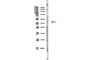 anti-CD46 (CD46) (N-Term) antibody