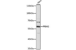 Western blot analysis of extracts of HeLa cells, using PRIM2 antibody (ABIN4904852) at 1:3000 dilution.
