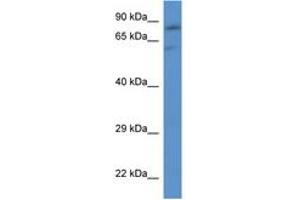 Image no. 1 for anti-Solute Carrier Family 26 (Sulfate Transporter), Member 2 (SLC26A2) (AA 635-684) antibody (ABIN6746225) (SLC26A2 antibody  (AA 635-684))