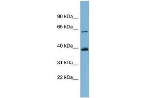 Western Blotting (WB) image for anti-Cytochrome P450, Family 3, Subfamily A, Polypeptide 4 (CYP3A4) (Middle Region) antibody (ABIN2784528)