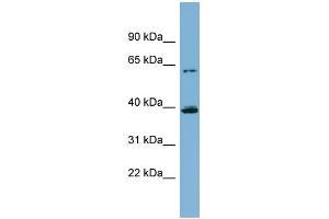 WB Suggested Anti-CYP3A4 Antibody Titration:  0. (CYP3A4 antibody  (Middle Region))