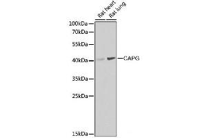 Western blot analysis of extracts of various cell lines using CAPG Polyclonal Antibody at dilution of 1:1000. (CAPG antibody)