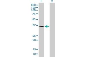 Western Blot analysis of PRPF40A expression in transfected 293T cell line by PRPF40A MaxPab polyclonal antibody. (PRPF40A antibody  (AA 1-215))