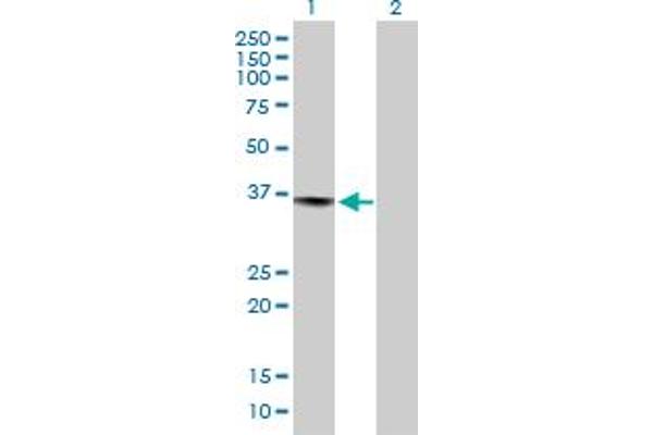PRPF40A antibody  (AA 1-215)