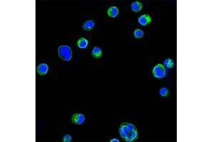 Confocal immunofluorescence analysis of HL60 cells using CD18 mouse mAb (green). (Integrin beta 2 antibody)
