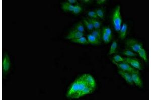 Immunofluorescent analysis of Hela cells using ABIN7162911 at dilution of 1:100 and Alexa Fluor 488-congugated AffiniPure Goat Anti-Rabbit IgG(H+L) (PER3 antibody  (AA 1-131))