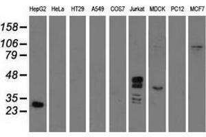 Western blot analysis of extracts (35 µg) from 9 different cell lines by using anti-GAS7 monoclonal antibody. (GAS7 antibody)